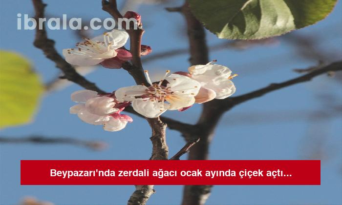 Beypazarı’nda zerdali ağacı ocak ayında çiçek açtı