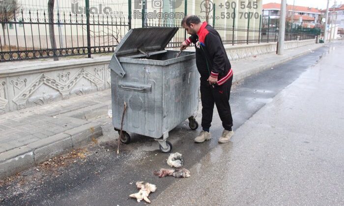 Karaman'da kedileri yüzüp çöpe attılar ihbarı!