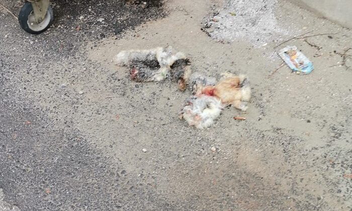 Karaman'da kedileri yüzüp çöpe attılar ihbarı!
