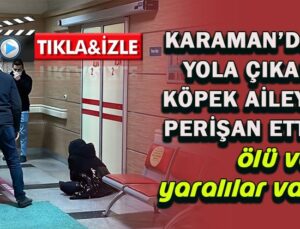 Karaman’da yola çıkan köpek bir aileyi perişan etti