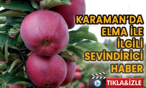 Karaman’da elma ile ilgili sevindirici haber