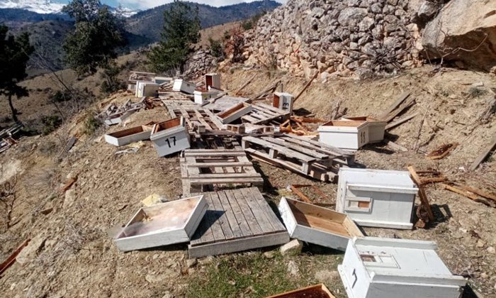 Karaman'da ayı ve domuzlar köylüleri mağdur etti