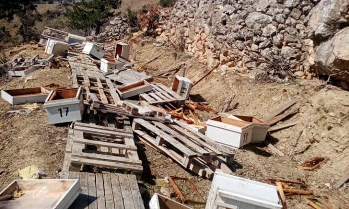 Karaman'da ayı ve domuzlar köylüleri mağdur etti