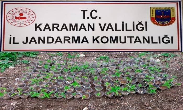 Karaman'da 285 kök kenevir bitkisi ele geçirildi