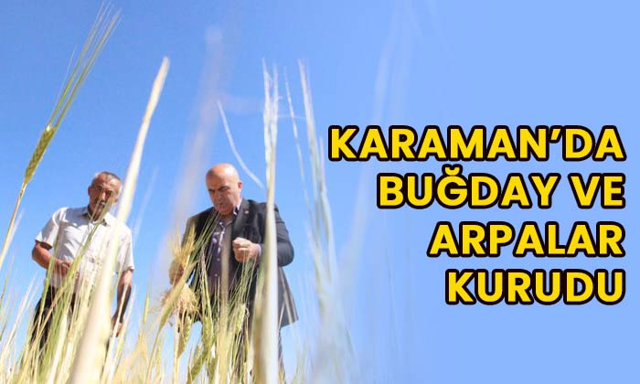Karaman’da buğday ve arpa kurudu