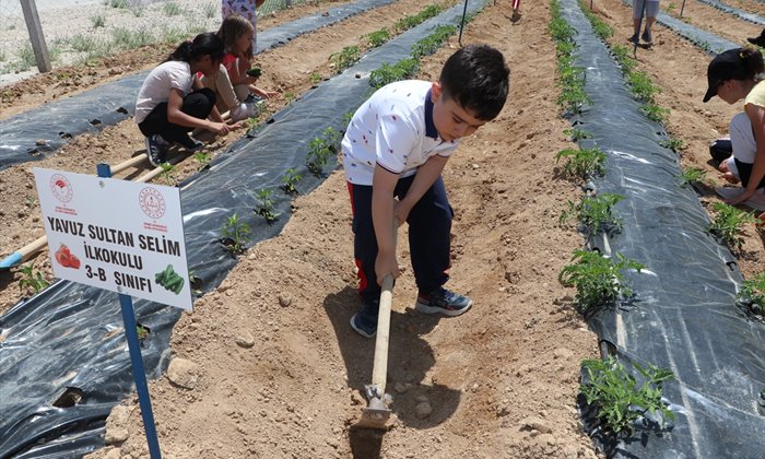 Ayrancı'da öğrenciler serada sebze üretiyor
