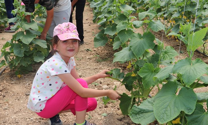 Ayrancı'da öğrenciler serada sebze üretiyor