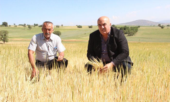 Karaman'da buğday ve arpa kurudu
