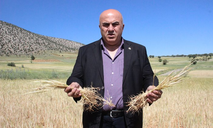 Karaman'da buğday ve arpa kurudu