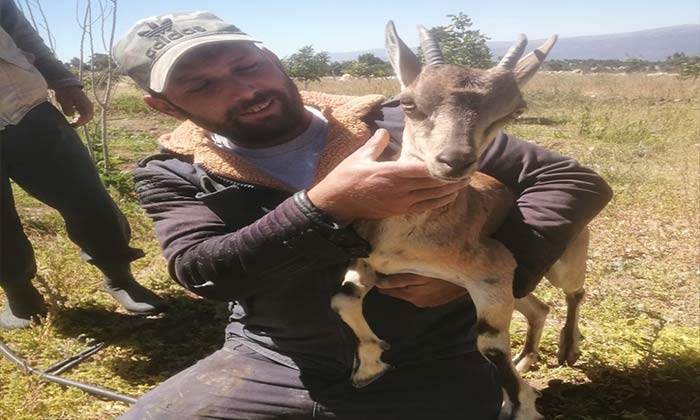 Karaman'da yavru geyik nasıl kurtarıldı?