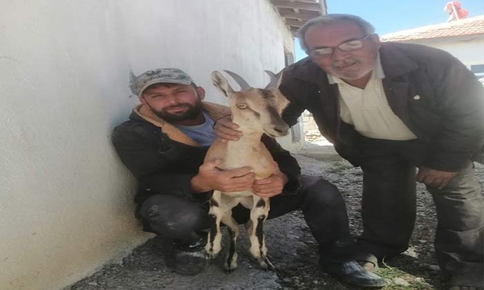 Karaman'da yavru geyik nasıl kurtarıldı?