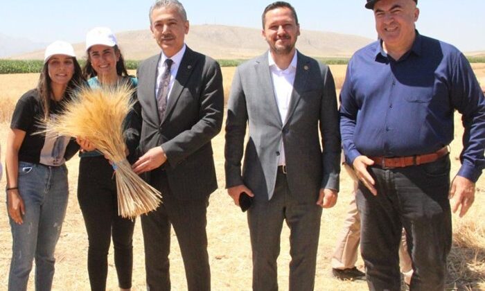 Karaman'da Vali ve Milletvekili buğday hasadında