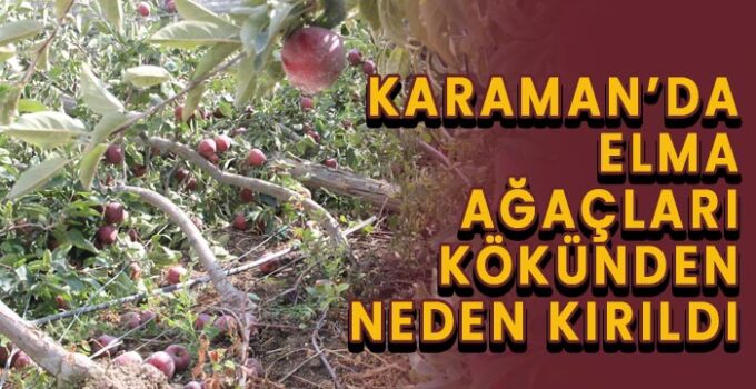 Karaman’da elma ağaçlarının kökünden neden kırıldı?