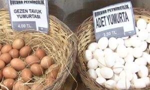 Yumurta fiyatları haftalık değişiyor