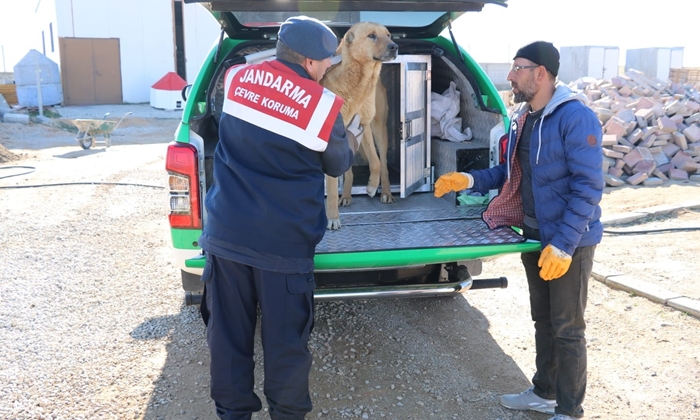 Karaman'da yaralı köpek koruma altına alındı