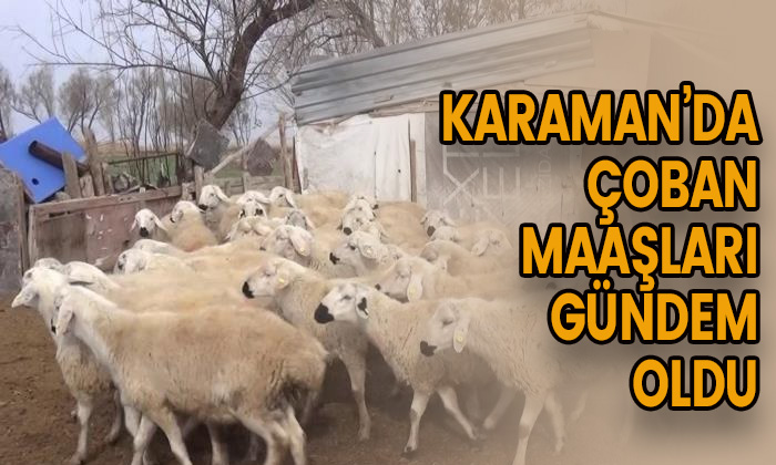 Karaman’da çoban maaşları gündem oldu