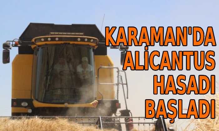 Karaman’da Alicantus hasadı başladı