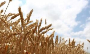 Buğday fiyatı 3 haftanın zirvesinde