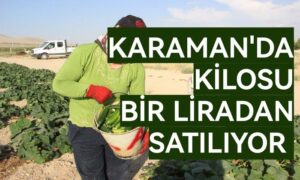 Karaman’da kilosu bir liradan satılıyor