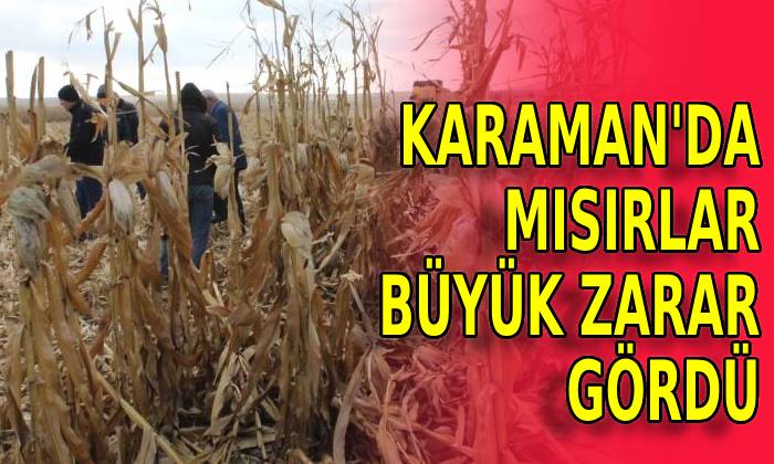 Karaman’da mısırlar büyük zarar gördü