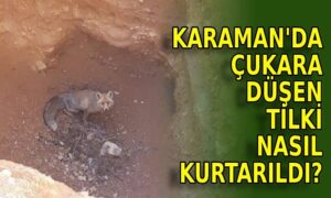 Karaman’da çukura düşen tilki nasıl kurtarıldı