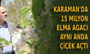 Karaman’da 15 milyon elma ağacı çiçek açtı