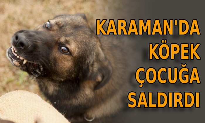 Karaman’da köpek çocuğa saldırdı