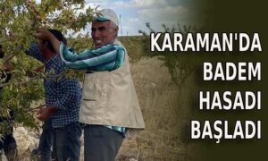 Karaman’da badem hasadı başladı