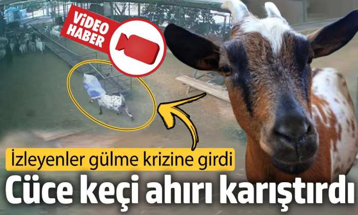 Cüce keçi ahırı karıştırdı! Komik Video