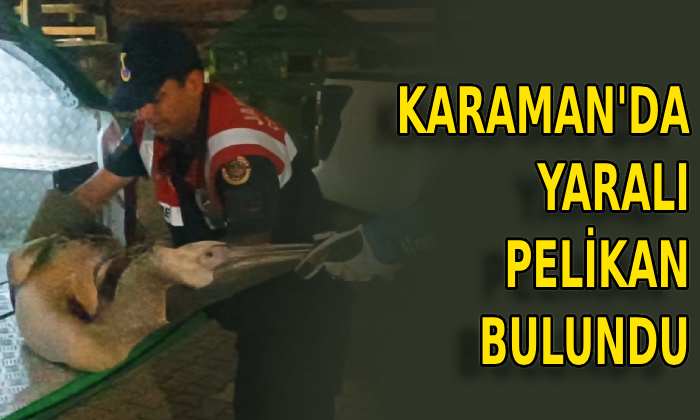 Karaman’da yaralı pelikan bulundu