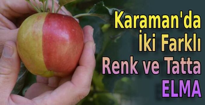 Karaman’da iki farklı renk ve tatta elma