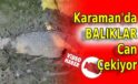 Karaman’da Balıklar Can Çekişiyor