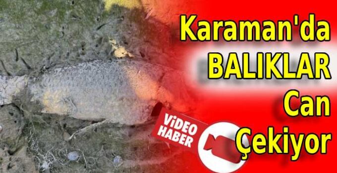 Karaman’da Balıklar Can Çekişiyor