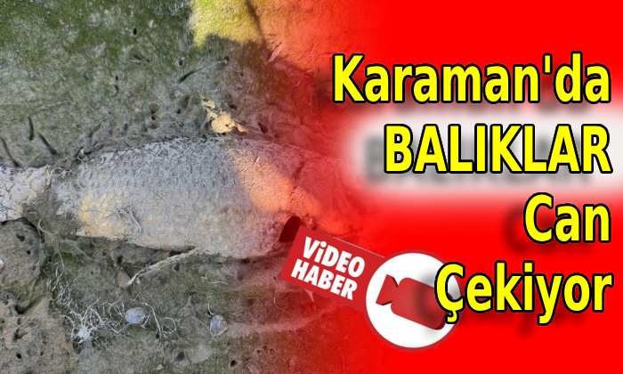 Karaman’da Balıklar Can Çekişiyor