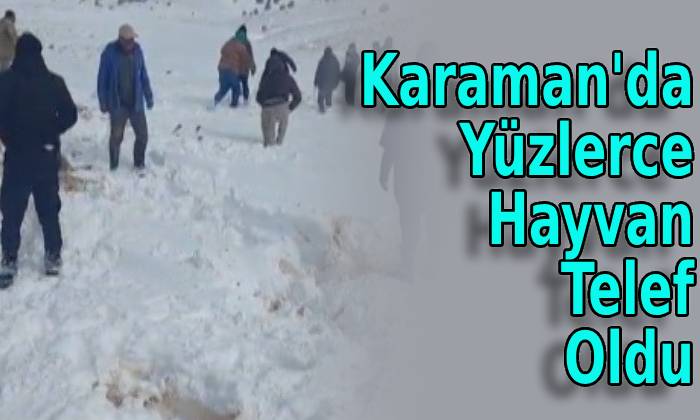 Karaman’da Yüzlerce Hayvan Telef Oldu