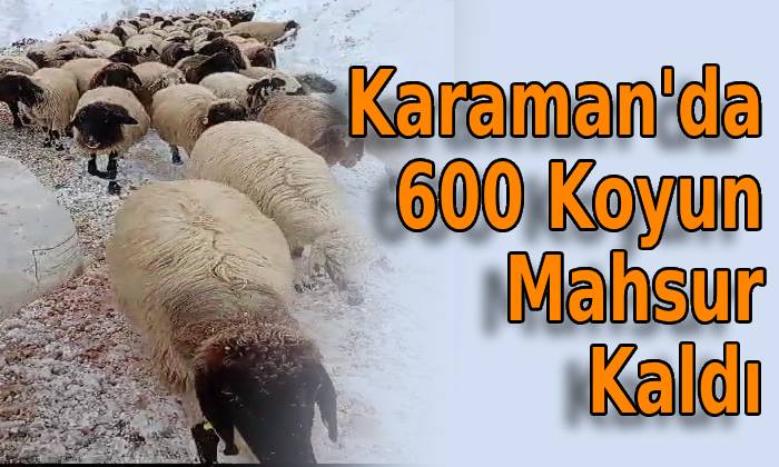 Karaman’da 600 Koyun Mahsur Kaldı