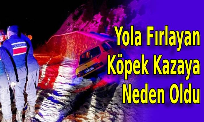 Yola Fırlayan Köpek Kazaya Neden Oldu