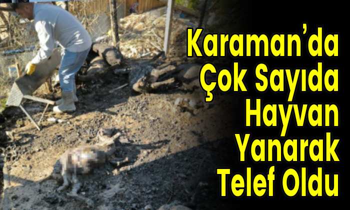 Karaman’da Çok Sayıda Hayvan Yanarak Telef Oldu