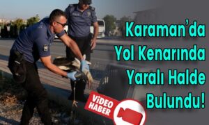Karaman’da Yol Kenarında Yaralı Halde Bulundu!