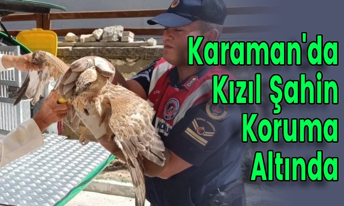 Karaman’da Kızıl Şahin Koruma Altında
