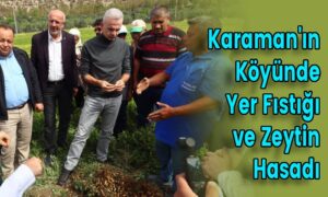 Karaman’ın Köyünde Yer Fıstığı ve Zeytin Hasadı