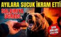 Sucuk İkram Edilen Ayılar Saldırdı