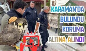 Karaman’da Bulundu Koruma Altında