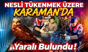 Karaman’da yaralı Halde Bulundu!