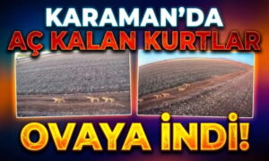 Karaman’da Aç Kurtlar Ovaya İndi!