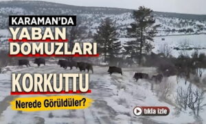 Karaman’da Yaban Domuzları Korkuttu!