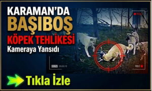 Karaman’da Başıboş Köpek Dehşeti